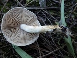 Hebeloma subtortum image