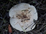 Hebeloma subtortum image