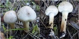 Hebeloma subtortum image