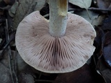 Hebeloma porphyrosporum image