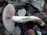 Hebeloma porphyrosporum image