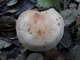 Hebeloma porphyrosporum image