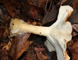 Clitocybe gibba image