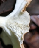 Clitocybe gibba image