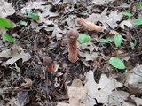 Aureoboletus russellii image
