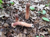 Aureoboletus russellii image