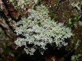 Sphaerophorus tuckermanii image