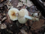 Russula grata image