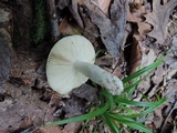 Russula grata image