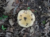 Lactarius psammicola image