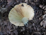 Lactarius psammicola image