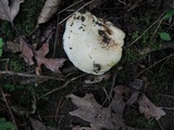 Lactarius psammicola image
