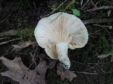 Lactarius psammicola image