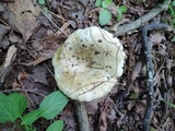 Russula subterfurcata image