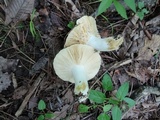 Russula subterfurcata image