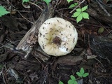 Russula subterfurcata image