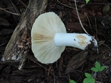 Russula subterfurcata image