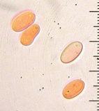 Nidula candida image
