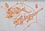 Nidula candida image