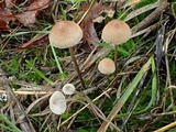 Mycena galopus var. galopus image