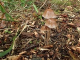 Psathyrella corrugis image
