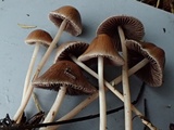 Psathyrella corrugis image
