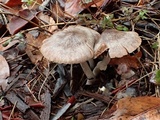 Psathyrella longistriata image