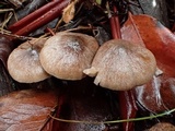 Psathyrella longistriata image
