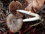 Psathyrella longistriata image