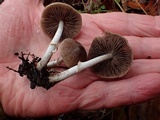 Psathyrella longistriata image
