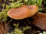 Gymnopilus sapineus image
