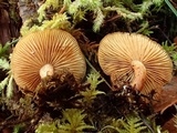 Gymnopilus sapineus image