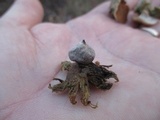 Geastrum minimum image