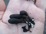 Xylaria longipes image