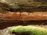 Fuscoporia ferrea image