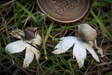 Geastrum minimum image