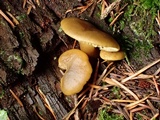 Callistosporium luteo-olivaceum image