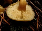 Callistosporium luteo-olivaceum image