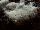 Ceriporia reticulata image