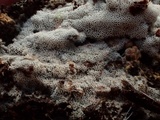 Ceriporia reticulata image