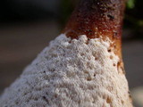 Royoporus badius image