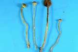 Hypholoma elongatum image