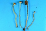 Hypholoma elongatum image