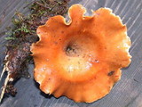 Royoporus badius image