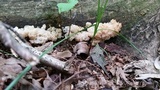 Ductifera pululahuana image