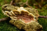 Gloeoporus dichrous image