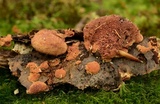 Hapalopilus rutilans image