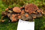 Hapalopilus rutilans image