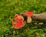 Sarcoscypha occidentalis image