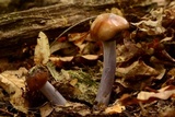 Dermocybe splendida image